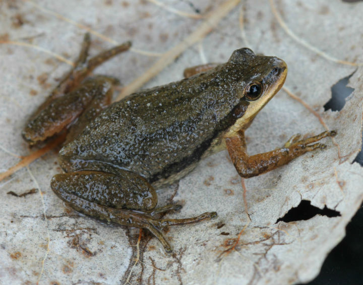 Western Chorus Frog